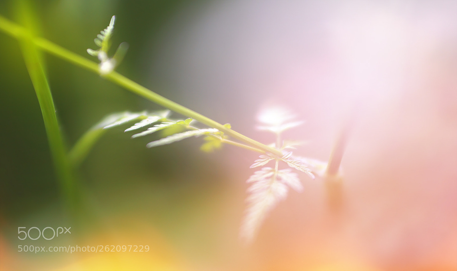 Sony a7R II sample photo. Wege die nur dein photography