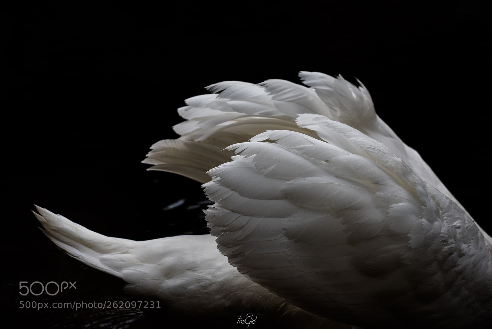 Nikon D810 sample photo. Elegant photography
