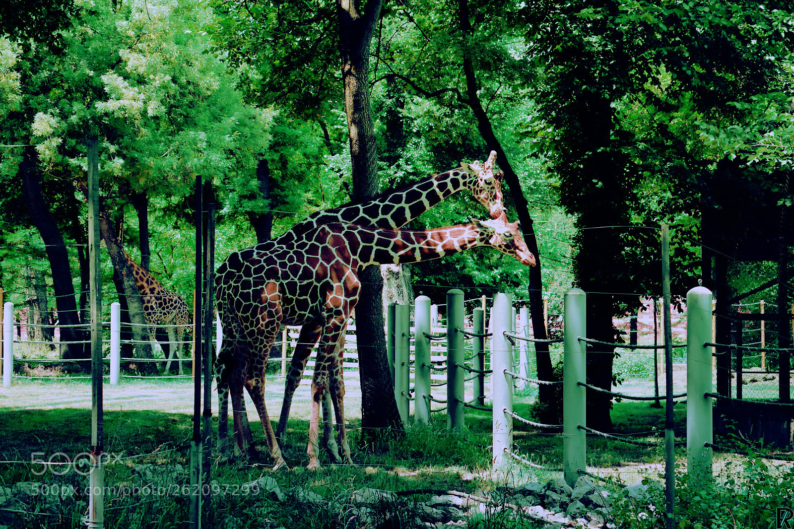 Nikon D3300 sample photo. Giraffes 2 @ zoo skopje. macedonia photography
