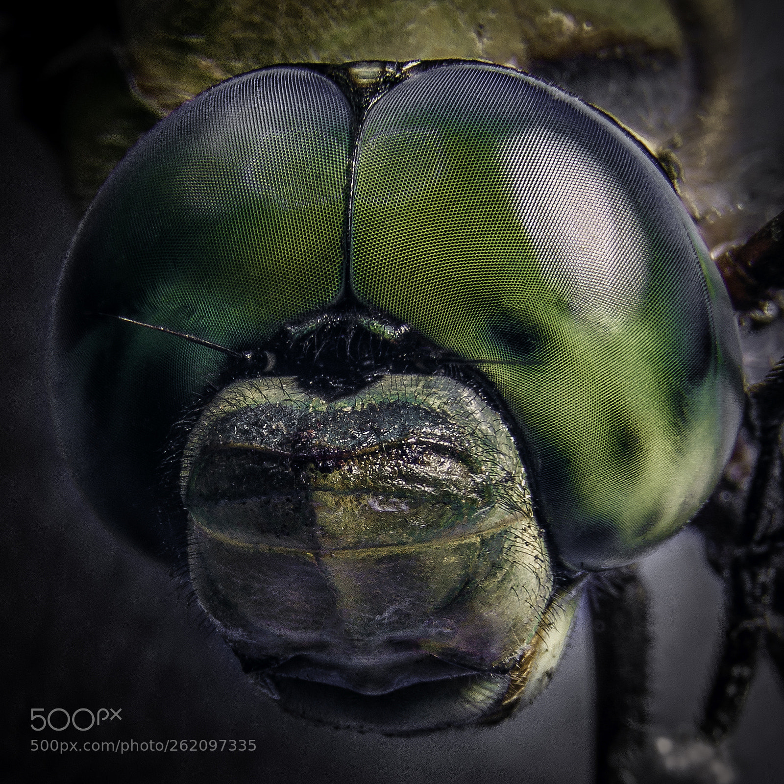 Nikon D7000 sample photo. Dragonfly libelula photography