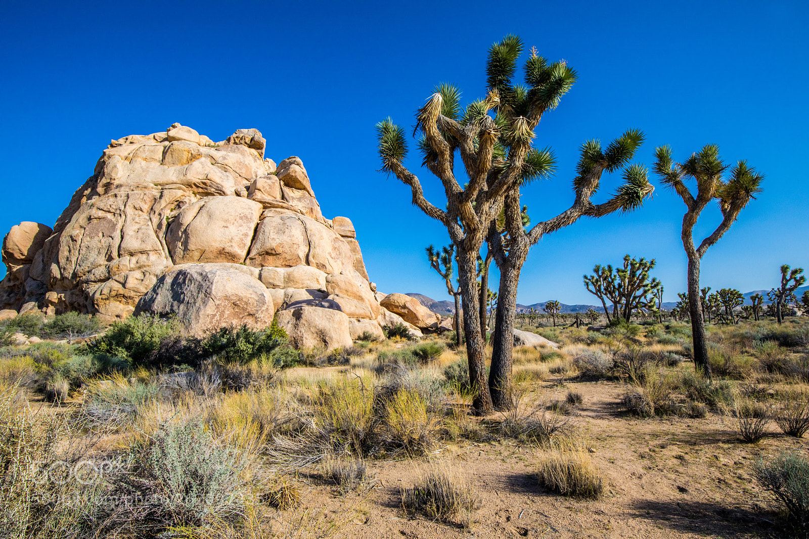 Canon EOS 5D Mark IV sample photo. Joshua tree national park photography