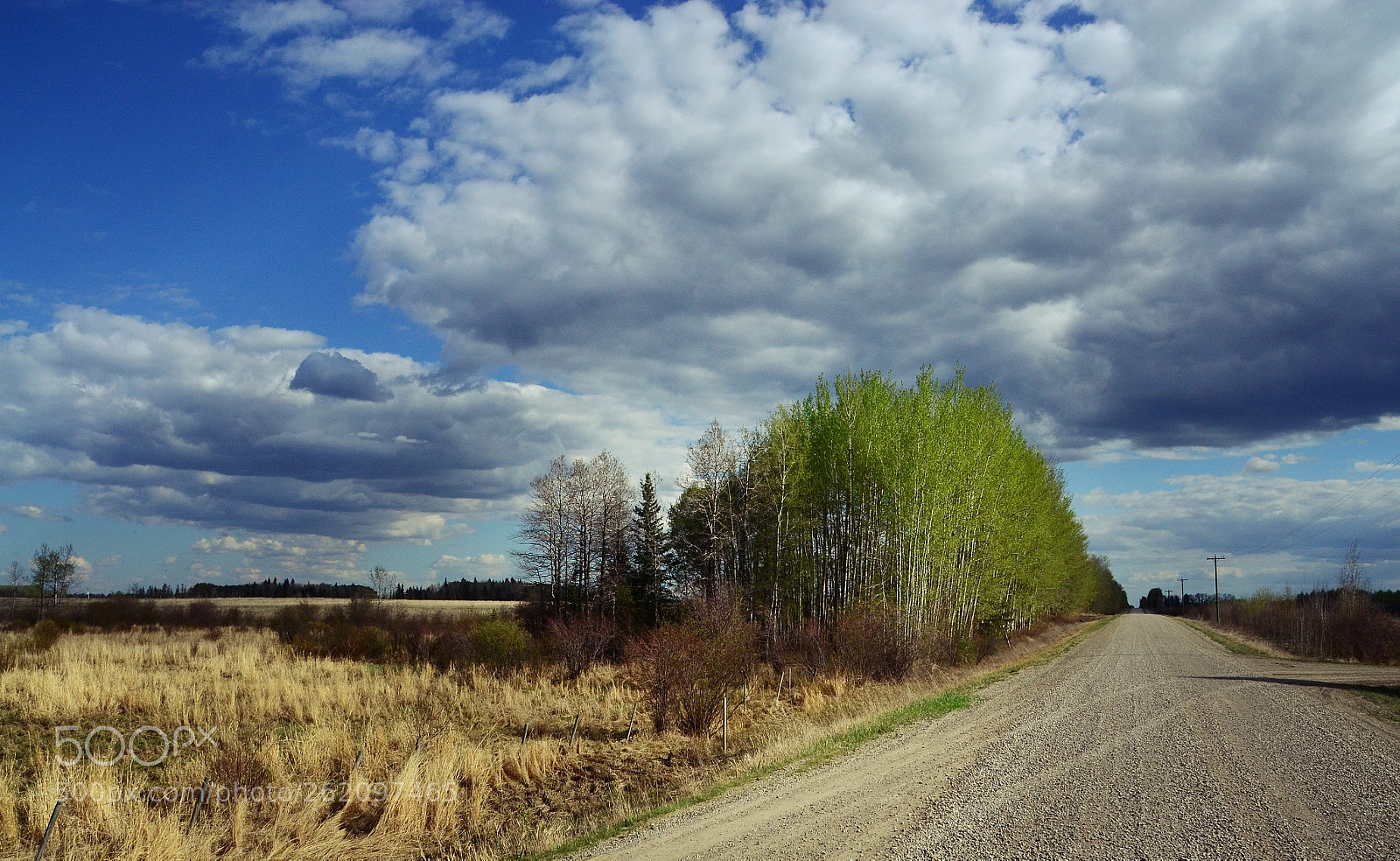 Nikon D3100 sample photo. Aspens in spring photography