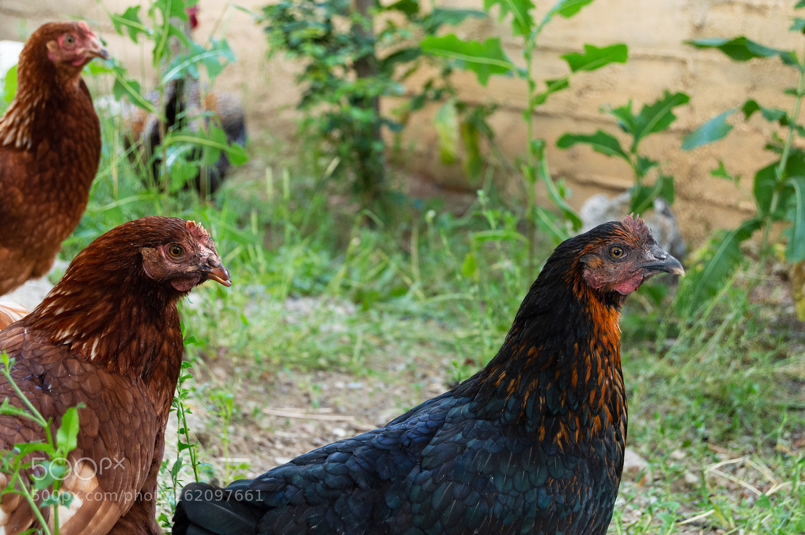 Nikon D3200 sample photo. Ch1ck3n photography