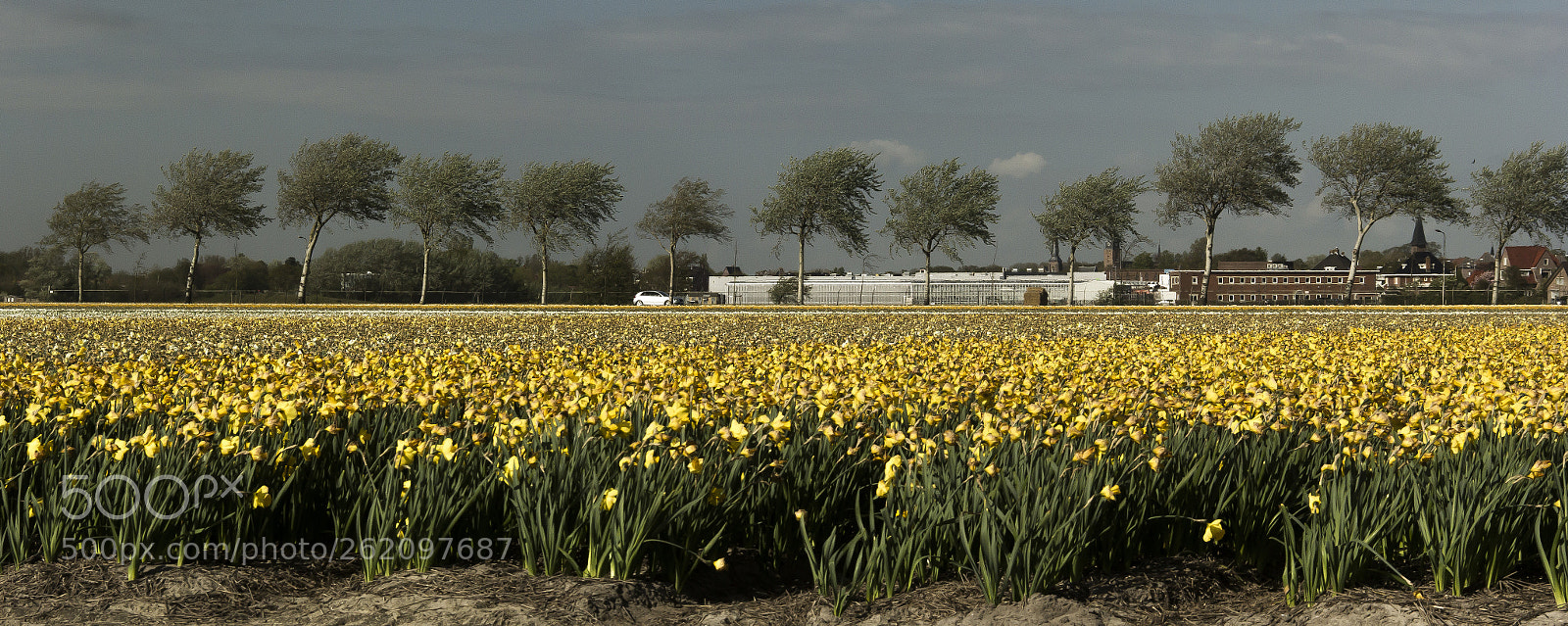 Canon EOS 60D sample photo. Tulips and trees photography
