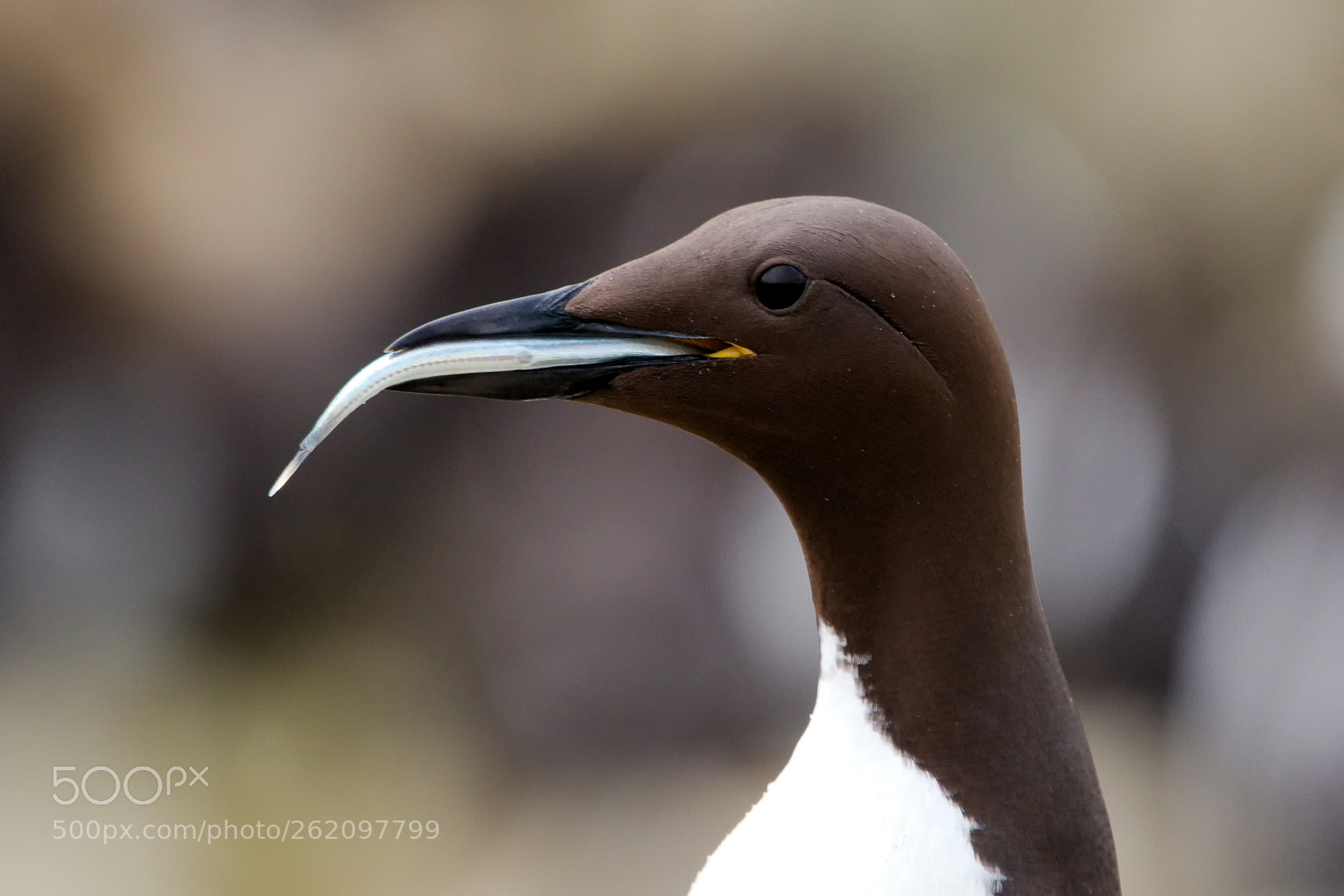Nikon D7500 sample photo. Guillemot with lunch photography