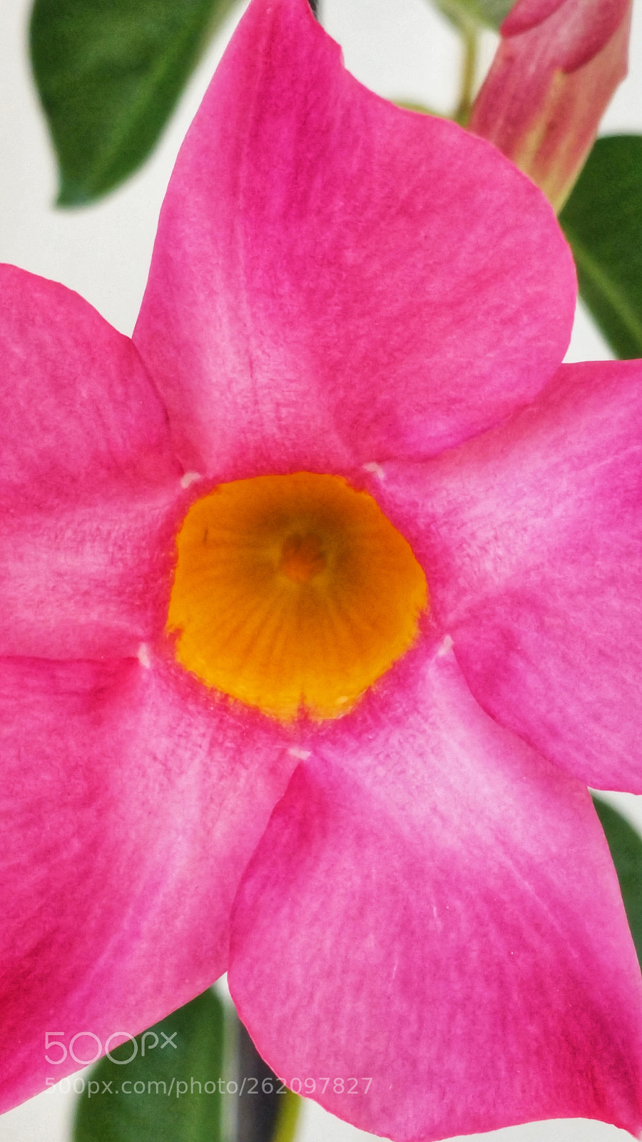 Samsung Galaxy Note4 sample photo. Love the colors photography