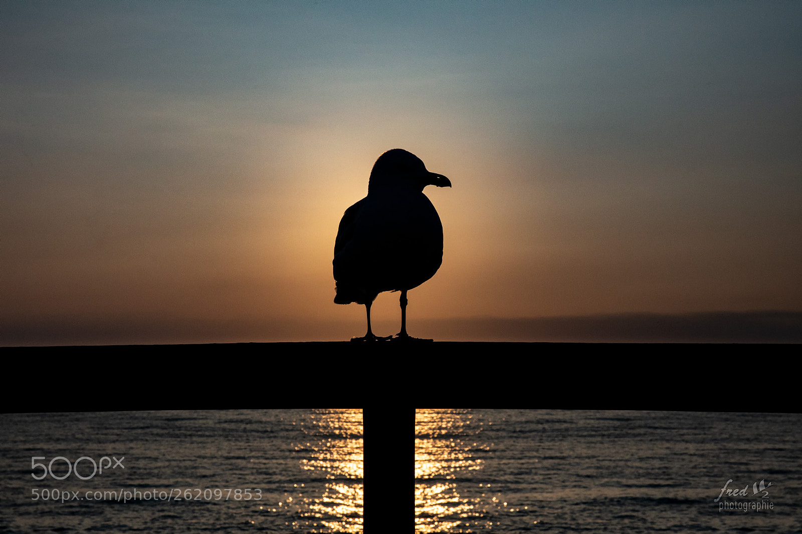 Canon EOS 6D sample photo. Seagull photography