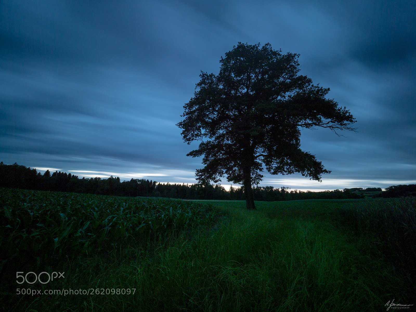 Olympus OM-D E-M1 Mark II sample photo. Old tree at blue photography