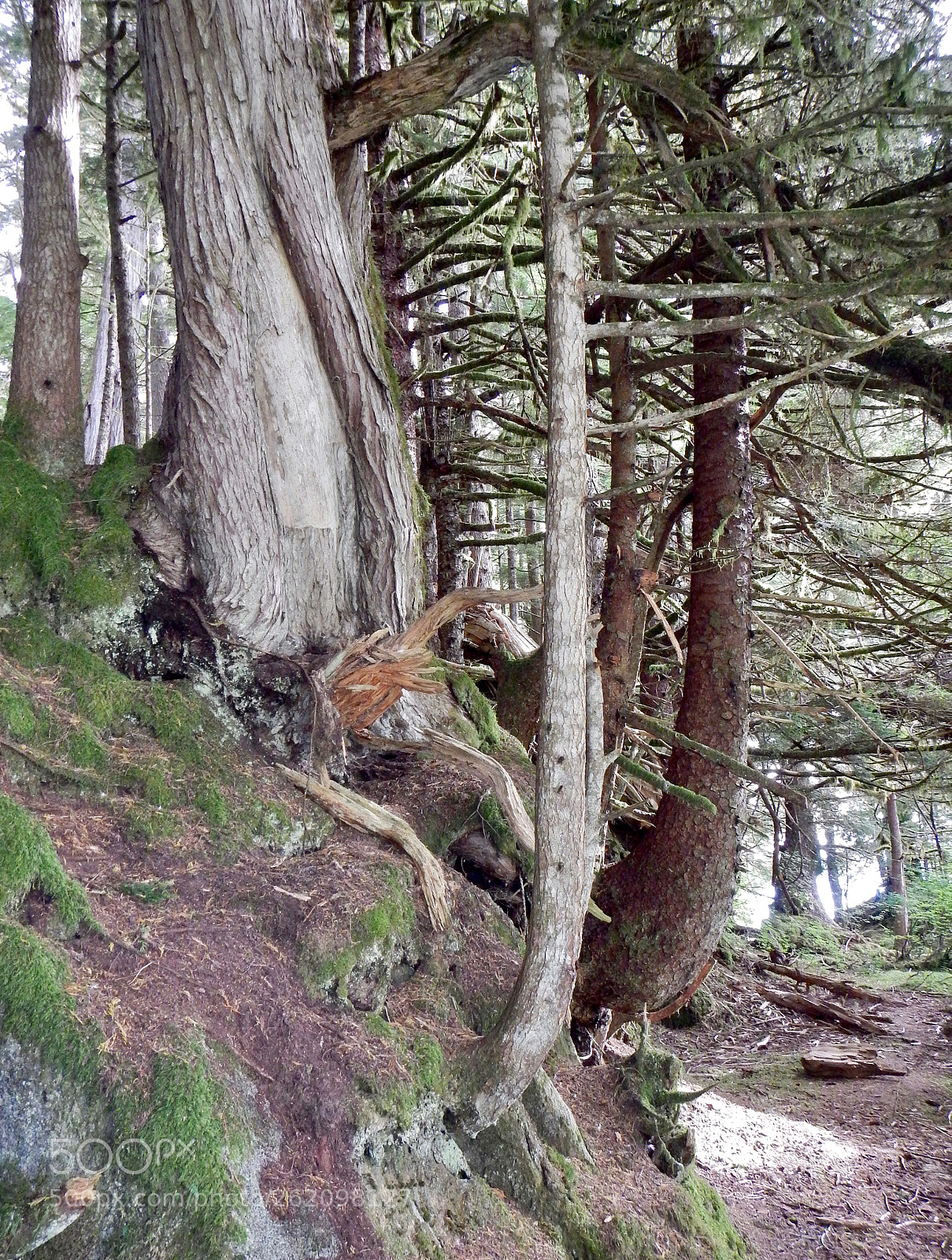 Nikon Coolpix AW110 sample photo. Matriarchal tree photography