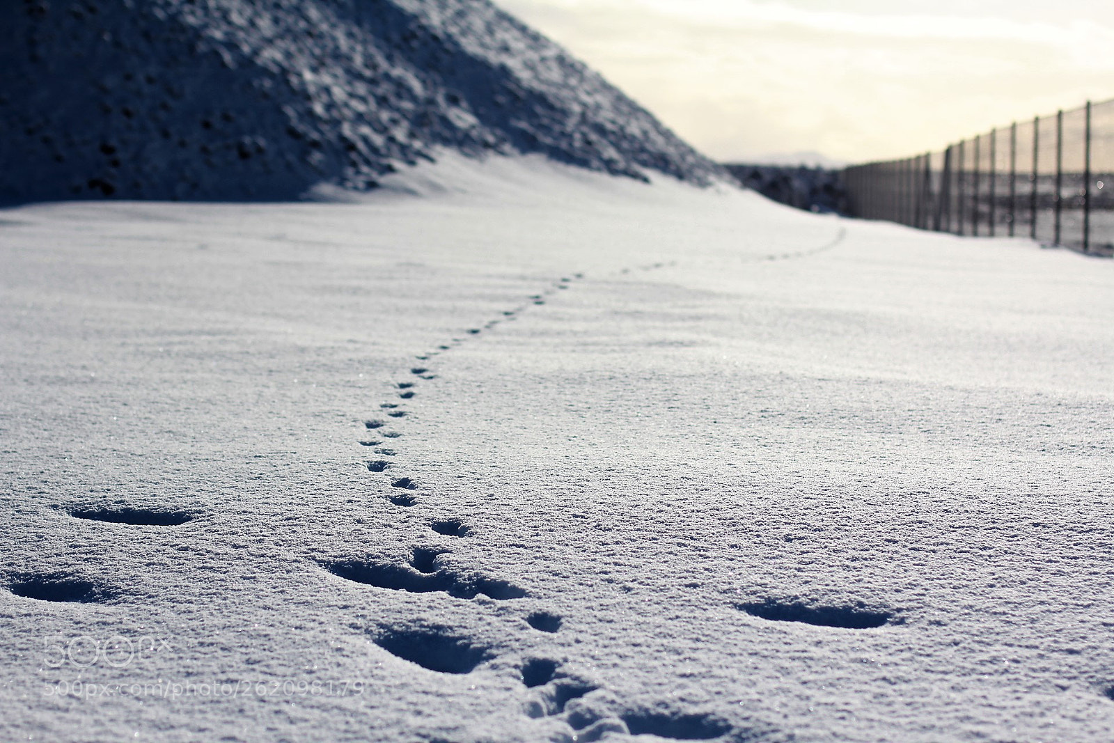 Canon EOS 60D sample photo. Mink in iceland photography