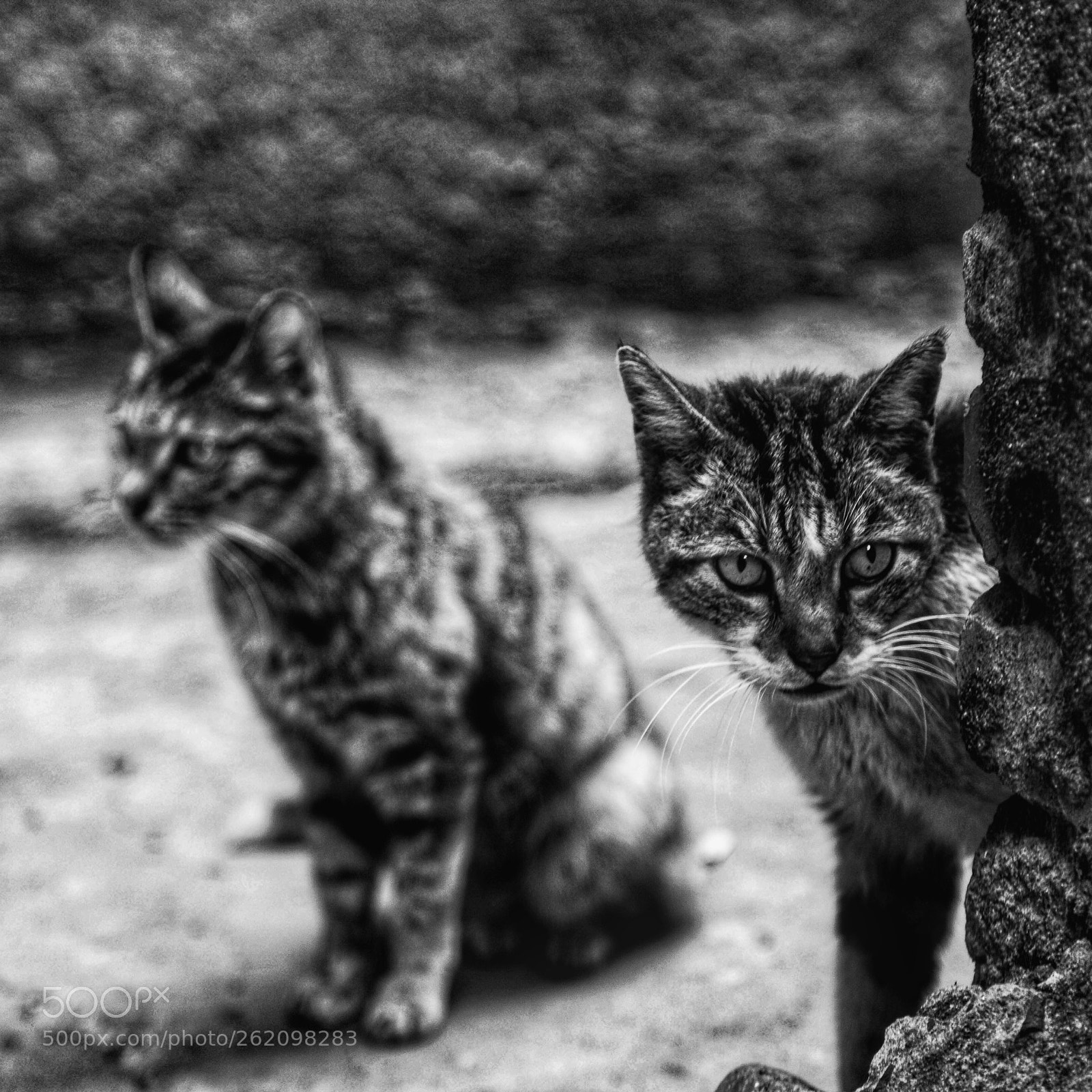 Canon EOS 5D Mark II sample photo. Tigers photography