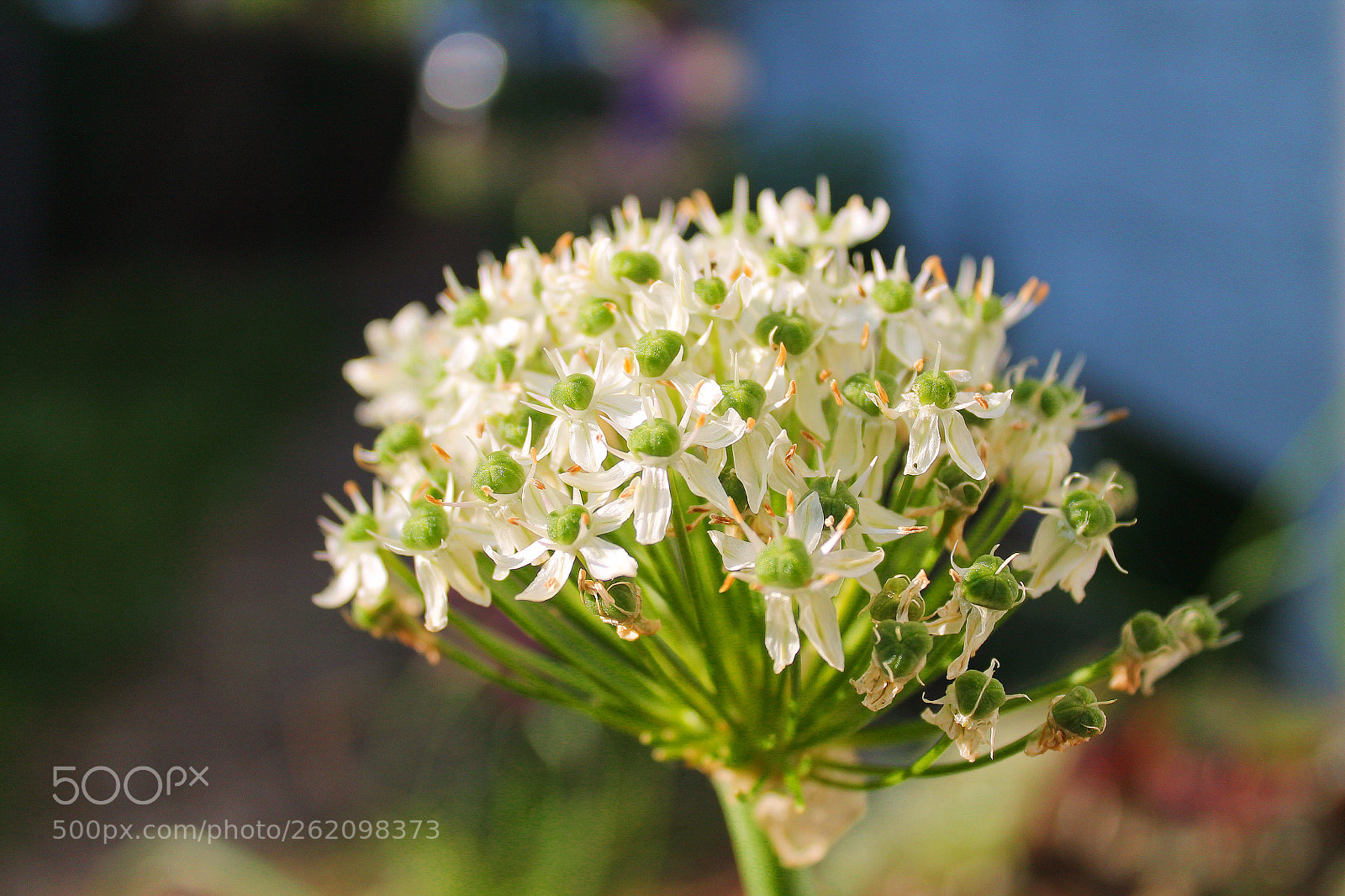 Canon EOS 1100D (EOS Rebel T3 / EOS Kiss X50) sample photo. Allium photography