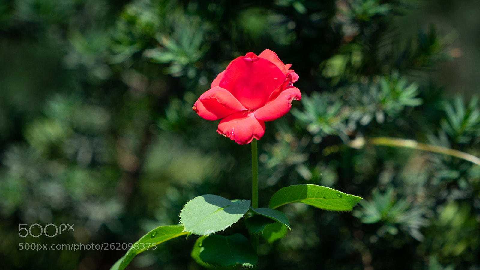 Sony a7 sample photo. Untitled photography