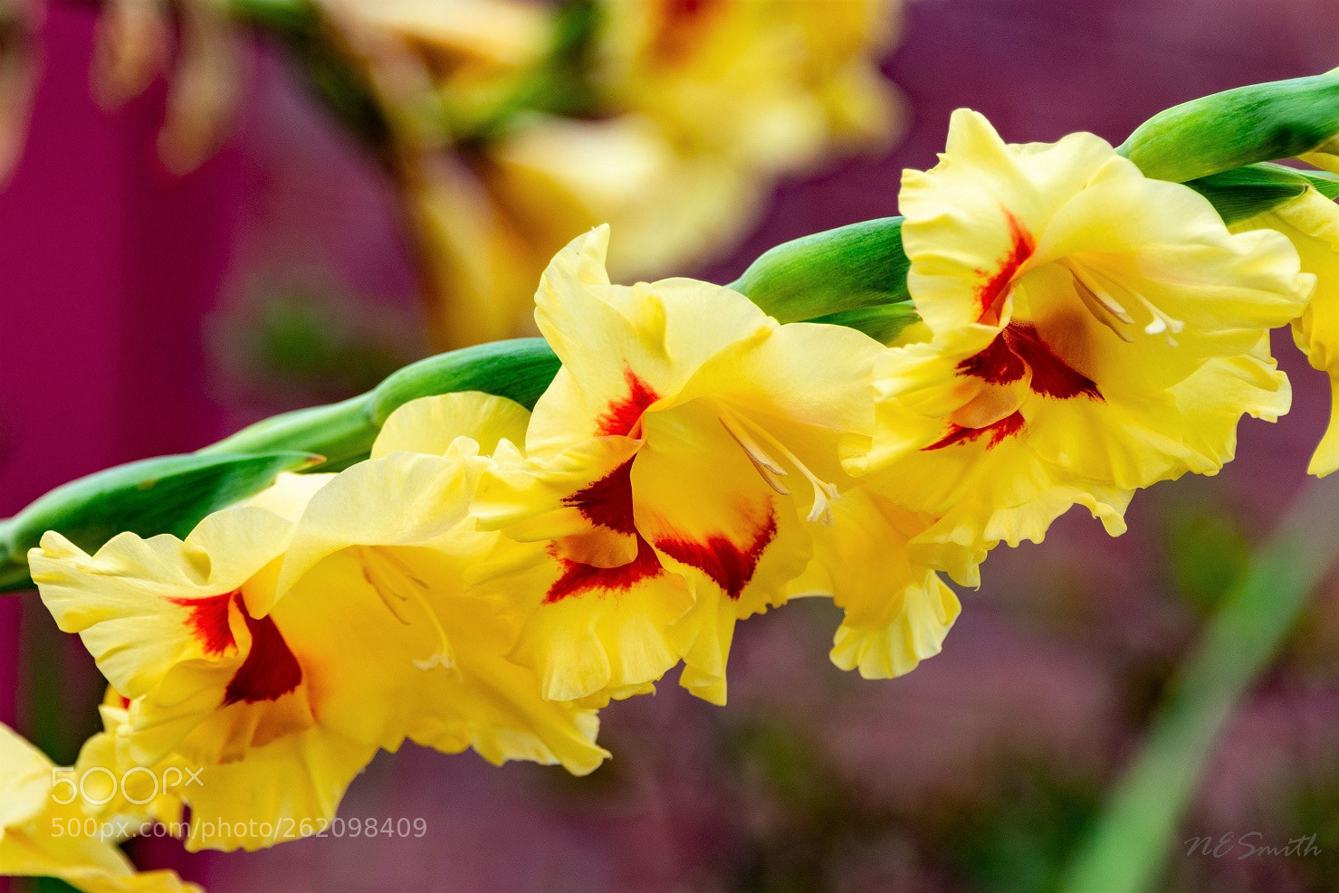 Nikon D610 sample photo. Too heavy to stand photography