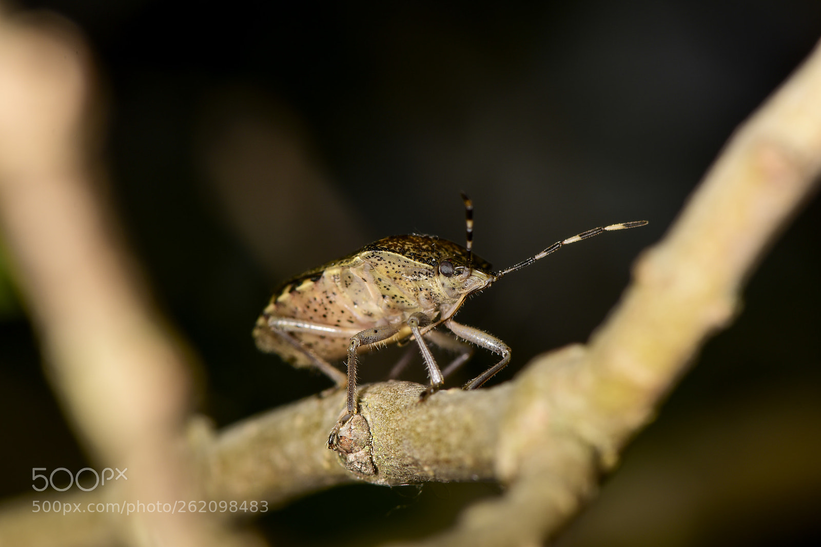 Nikon D5500 sample photo. Chinche apestozo marr n photography