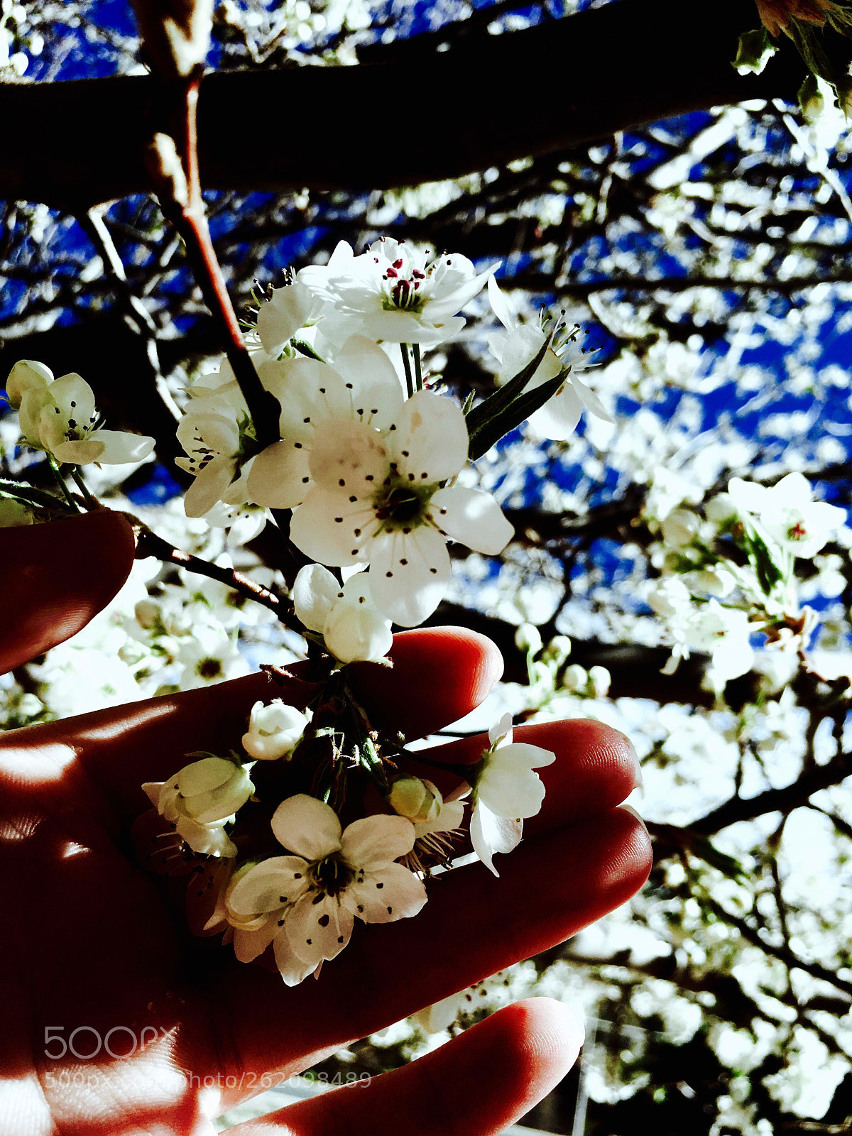 Apple iPhone 6s sample photo. Untitled photography