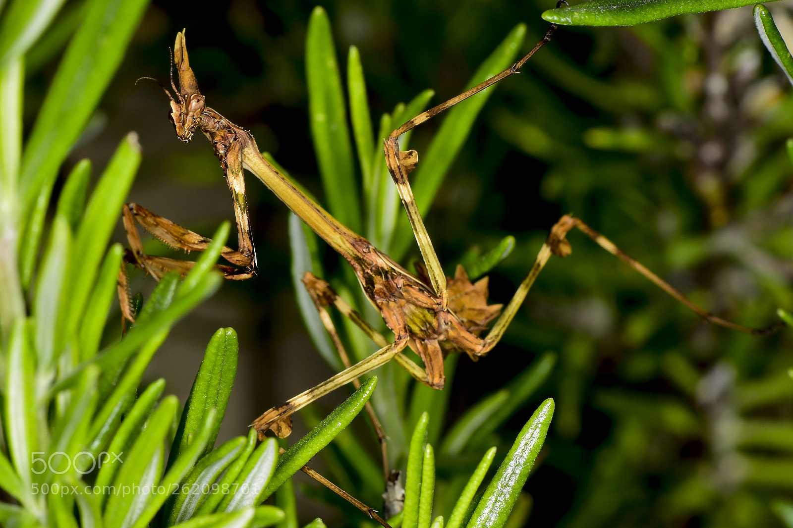 Nikon D5500 sample photo. Empusa pennata hembra photography