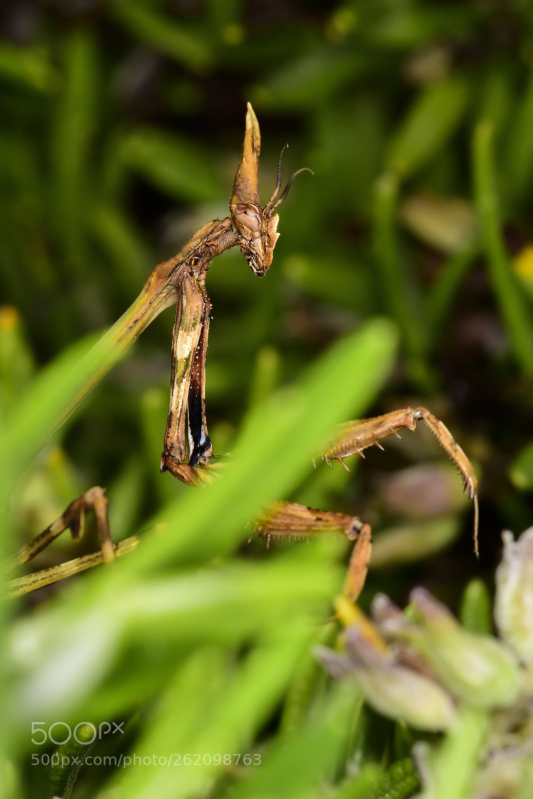 Nikon D5500 sample photo. Empusa pennata hembra photography