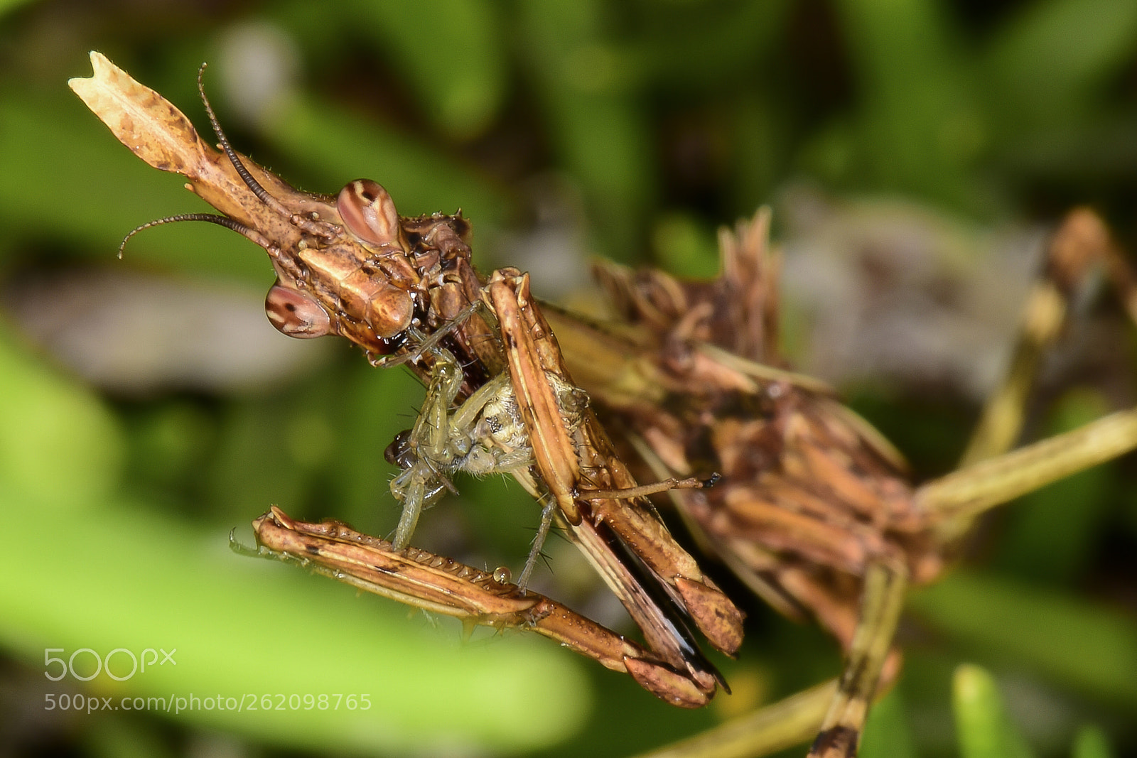 Nikon D5500 sample photo. Empusa pennata hembra photography