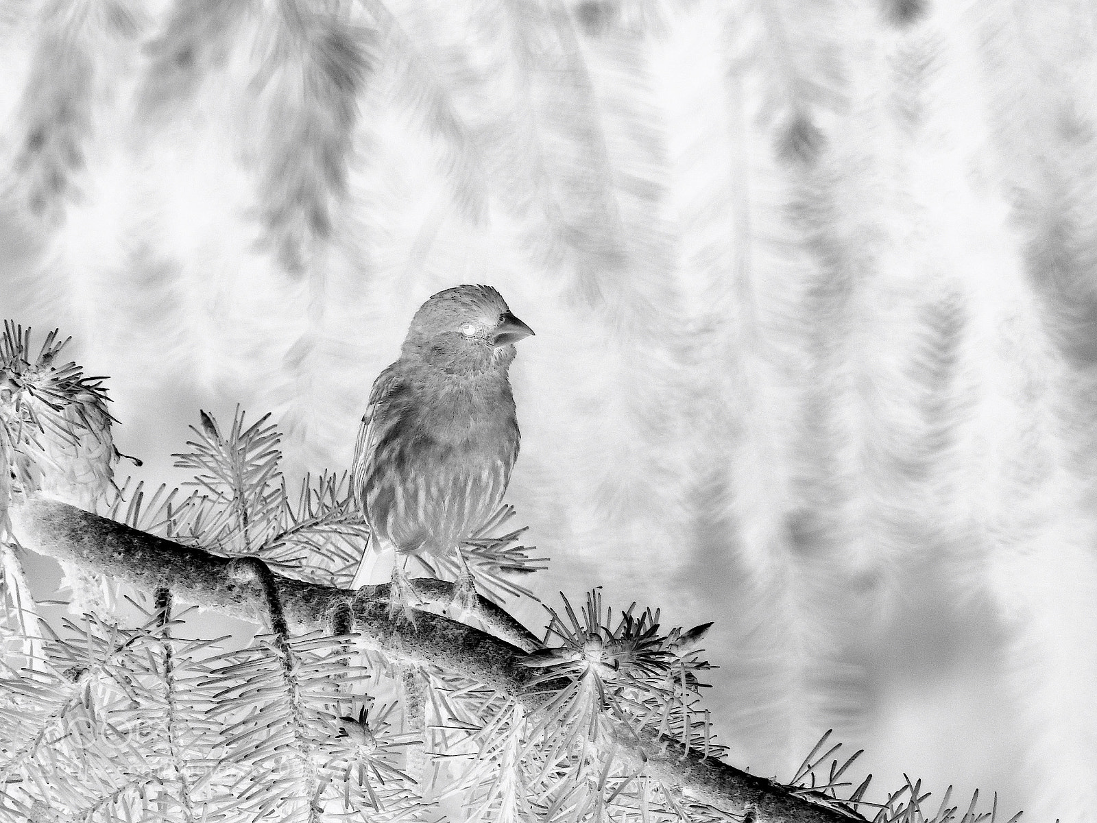 Nikon Coolpix P900 sample photo. House finch photography