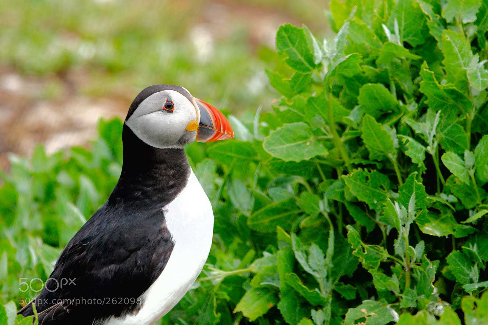 Nikon D7500 sample photo. Puffin 2 photography