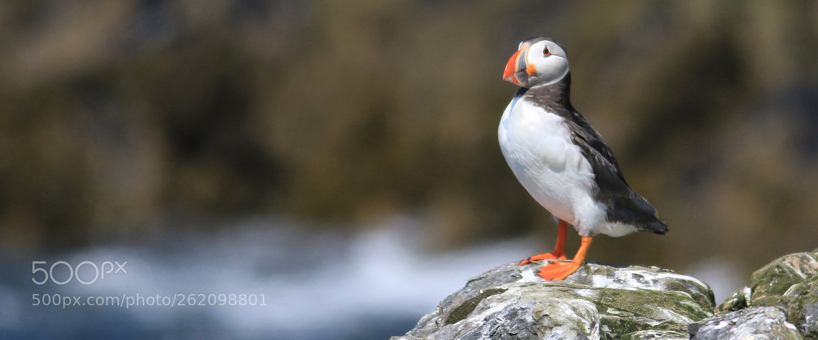 Canon EOS 7D Mark II sample photo. Puffin panorama photography