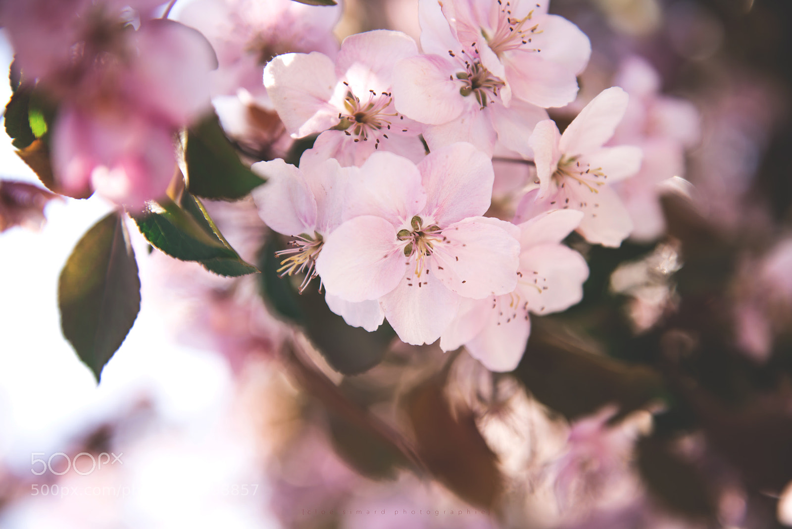 Nikon D800 sample photo. Sweet flower photography