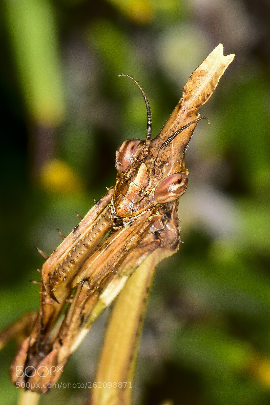 Nikon D5500 sample photo. Empusa pennata hembra photography
