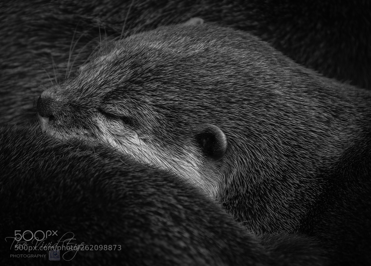 Fujifilm X-T2 sample photo. Sleeping otter photography