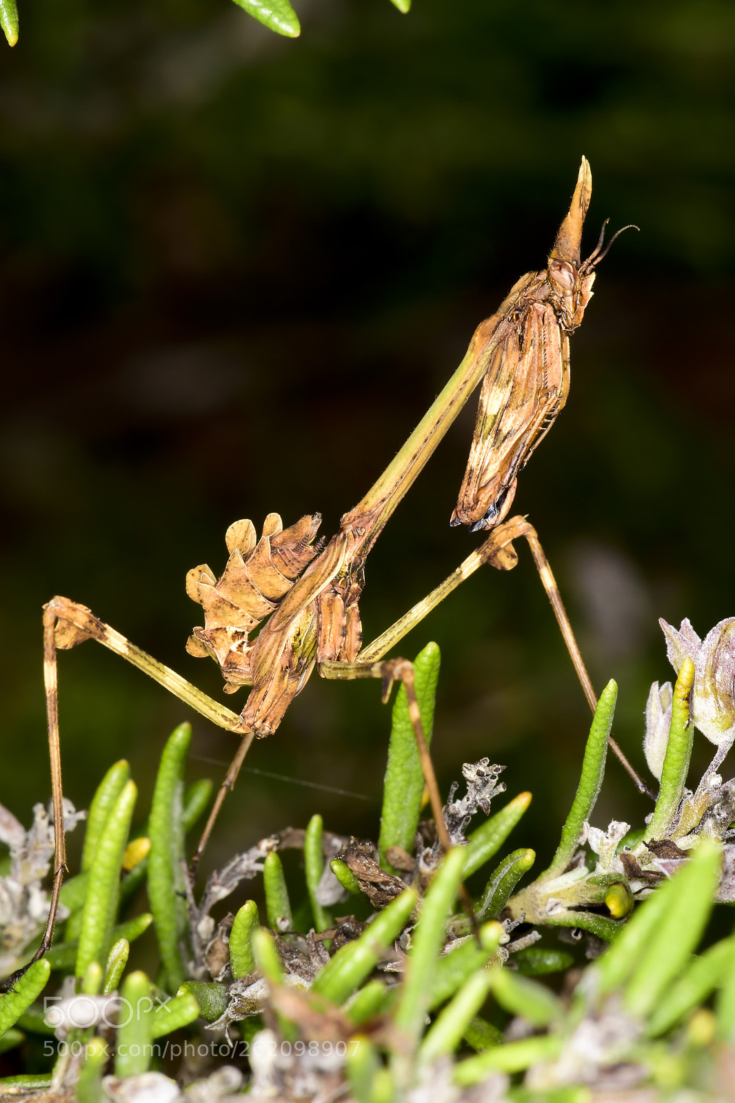 Nikon D5500 sample photo. Empusa pennata hembra photography