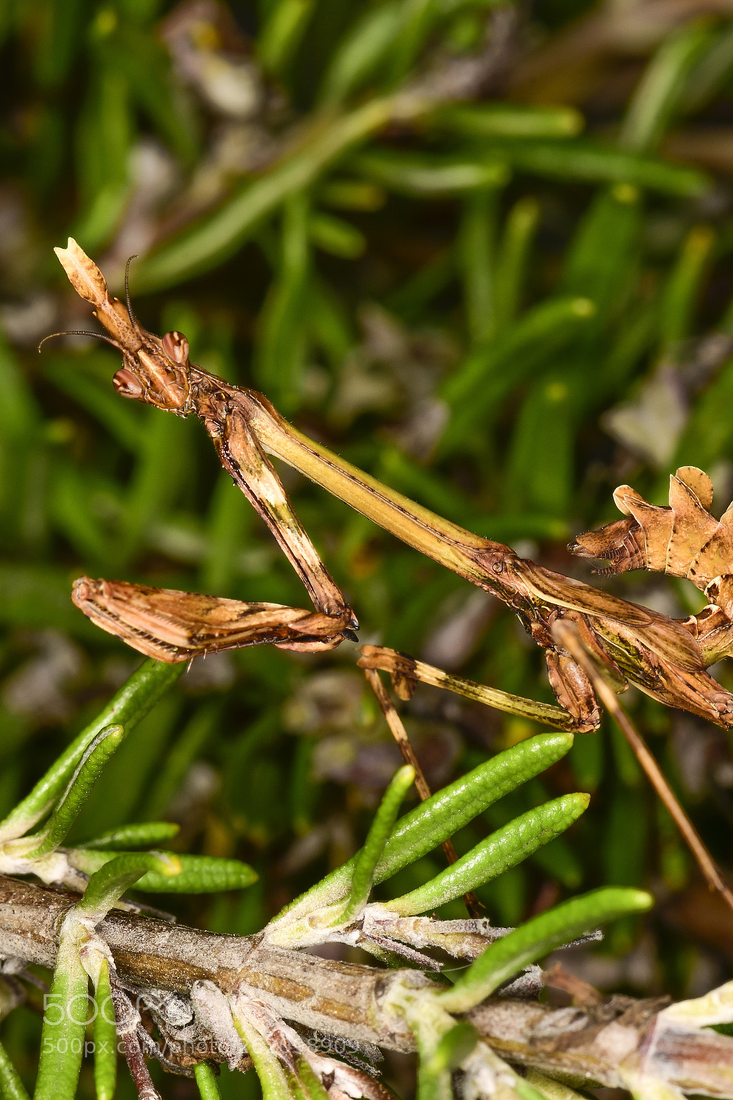 Nikon D5500 sample photo. Empusa pennata hembra photography