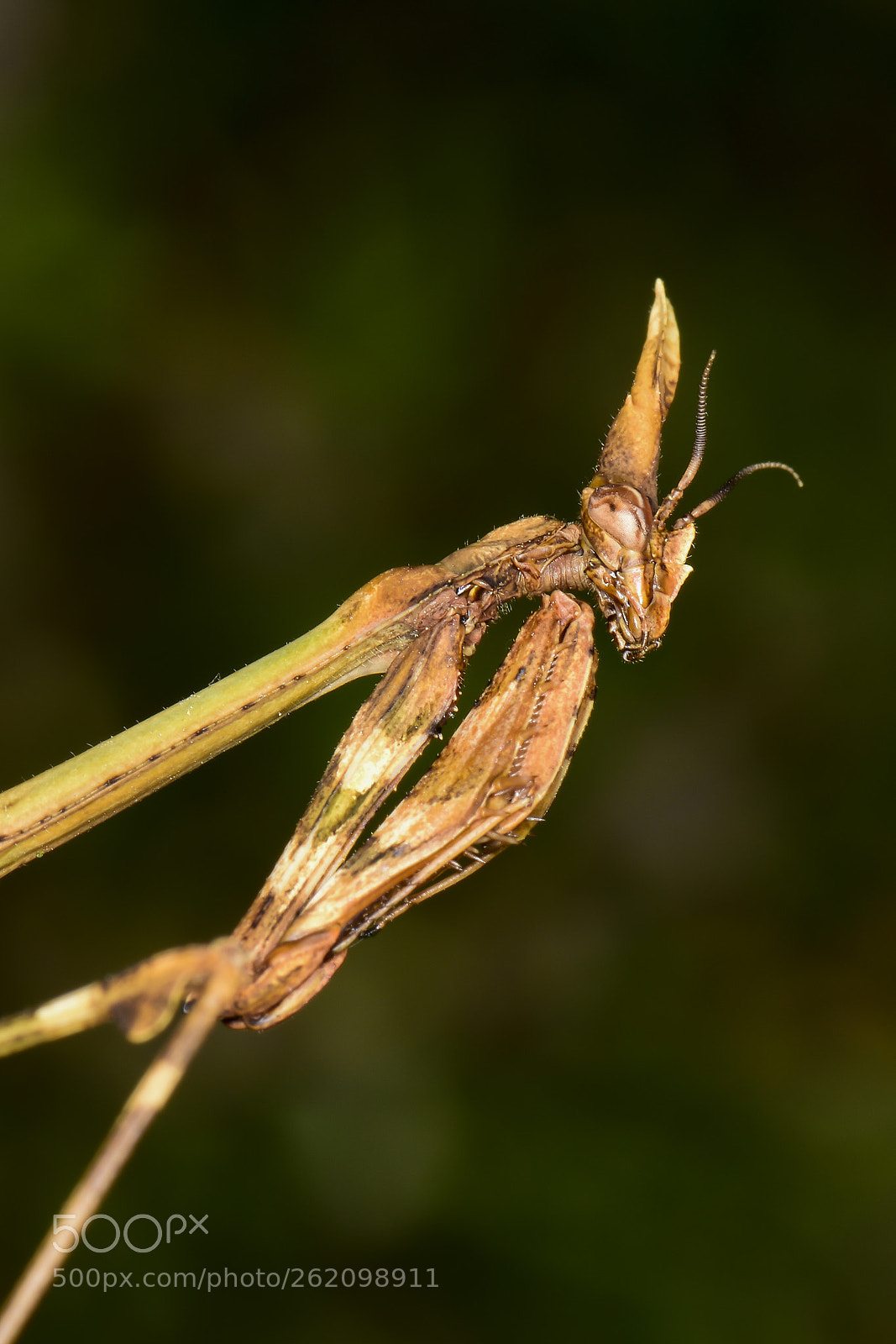 Nikon D5500 sample photo. Empusa pennata hembra photography