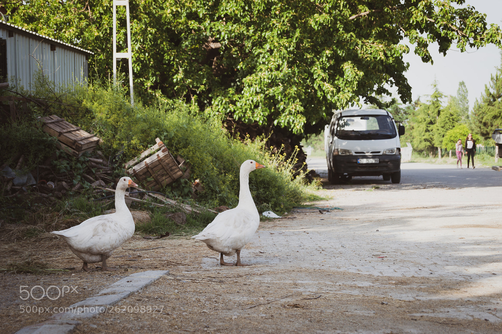 Nikon D3200 sample photo. G00s3s photography