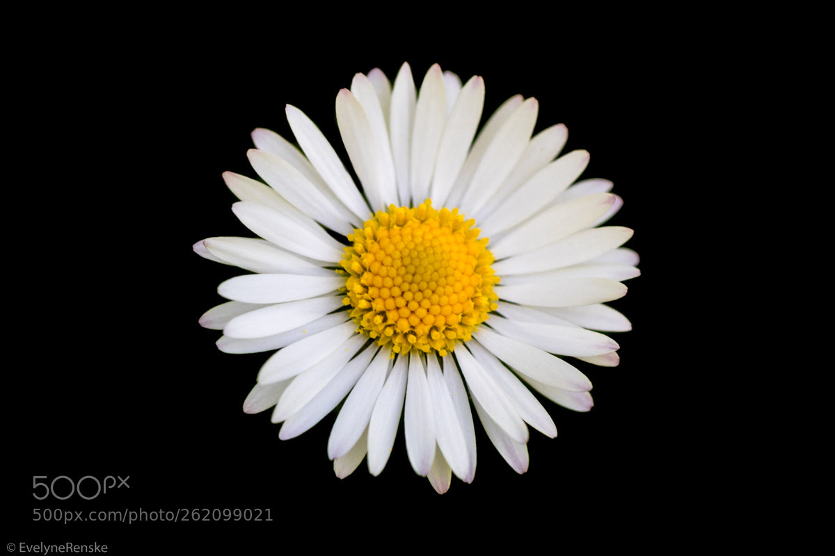 Canon EOS 80D sample photo. Daisy flower photography