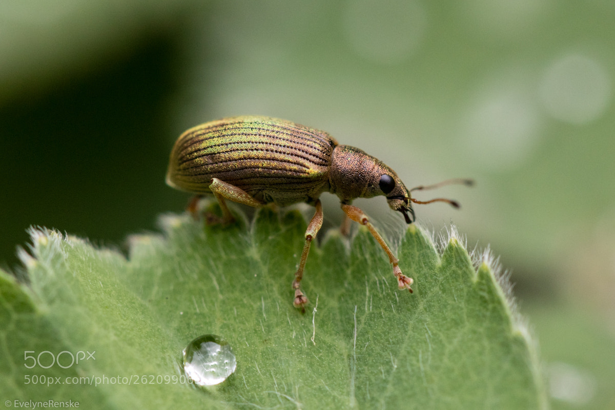 Canon EOS 80D sample photo. Weevil photography