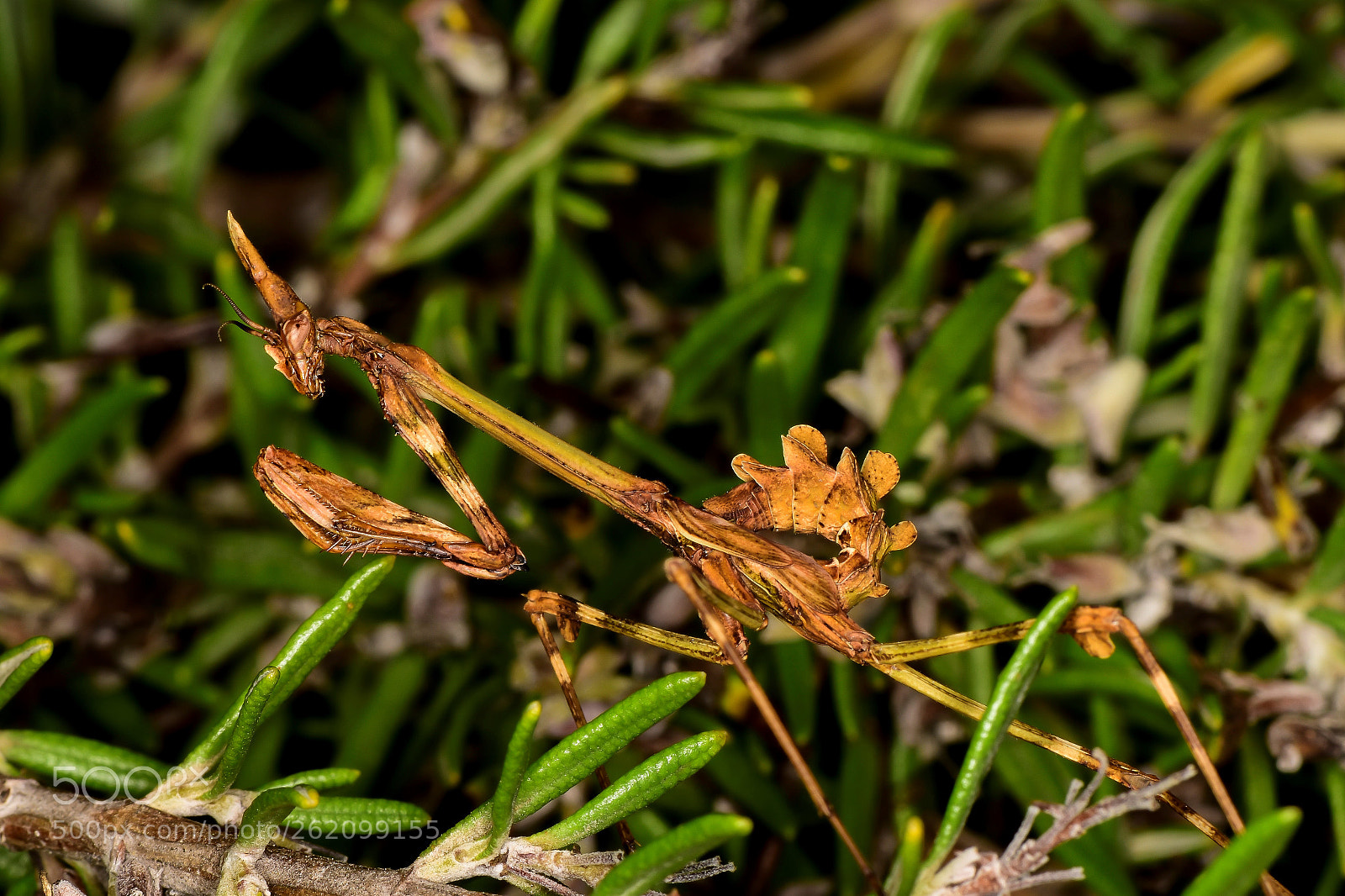 Nikon D5500 sample photo. Empusa pennata hembra photography