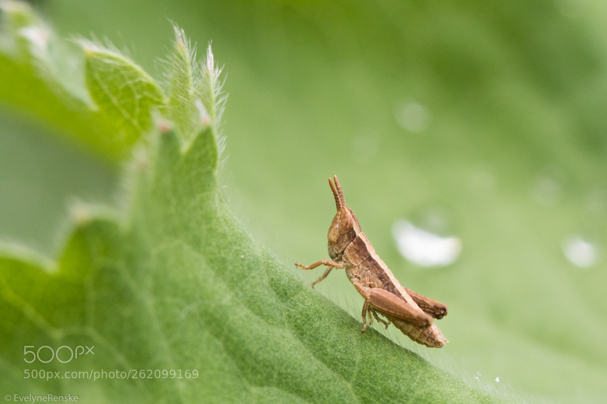 Canon EOS 80D sample photo. Small grasshopper photography
