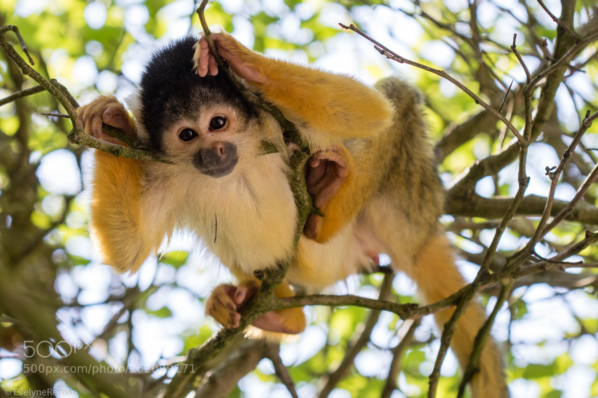 Canon EOS 80D sample photo. Black-capped squirrel monkey photography