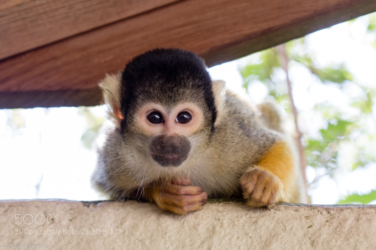 Canon EOS 80D sample photo. Black-capped squirrel monkey photography