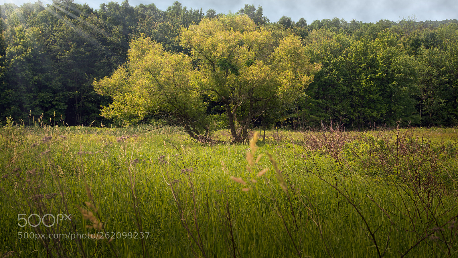 Nikon D750 sample photo. Good morning light photography