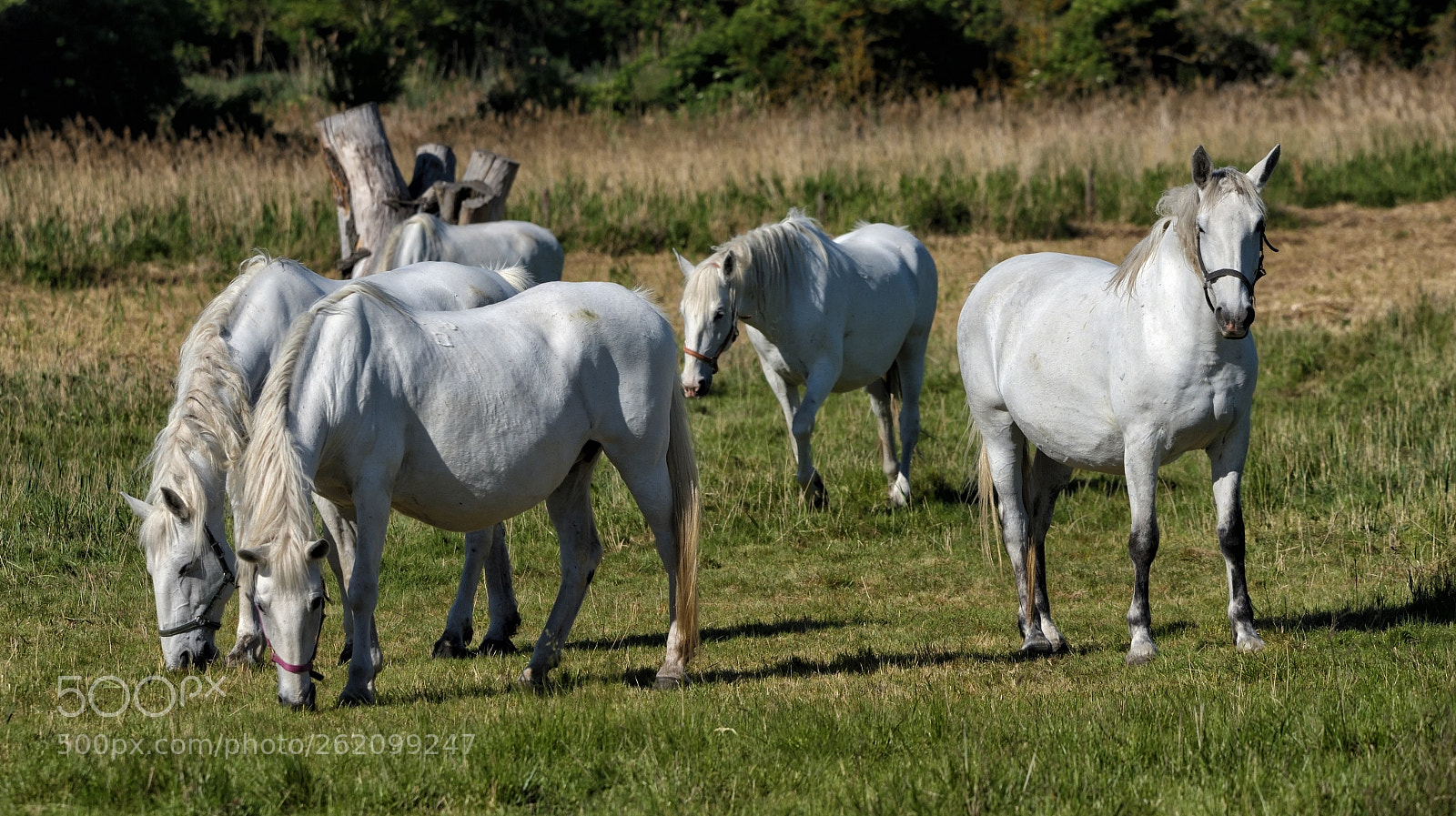 Nikon D750 sample photo. White horses photography
