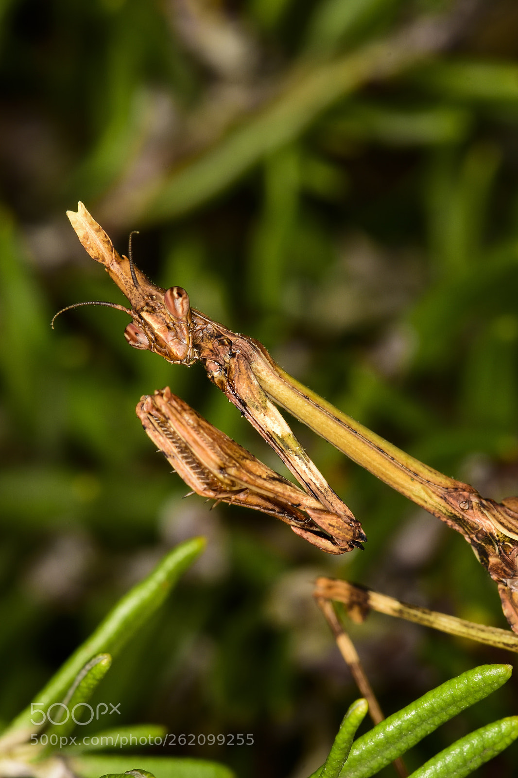 Nikon D5500 sample photo. Empusa pennata hembra photography