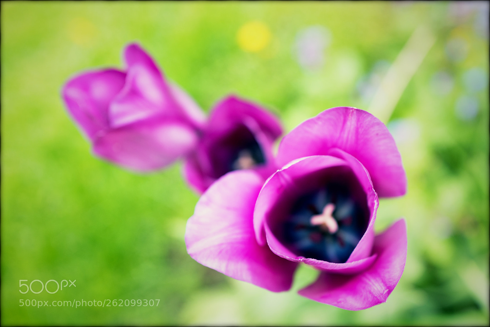 Leica Q (Typ 116) sample photo. Flowery photography