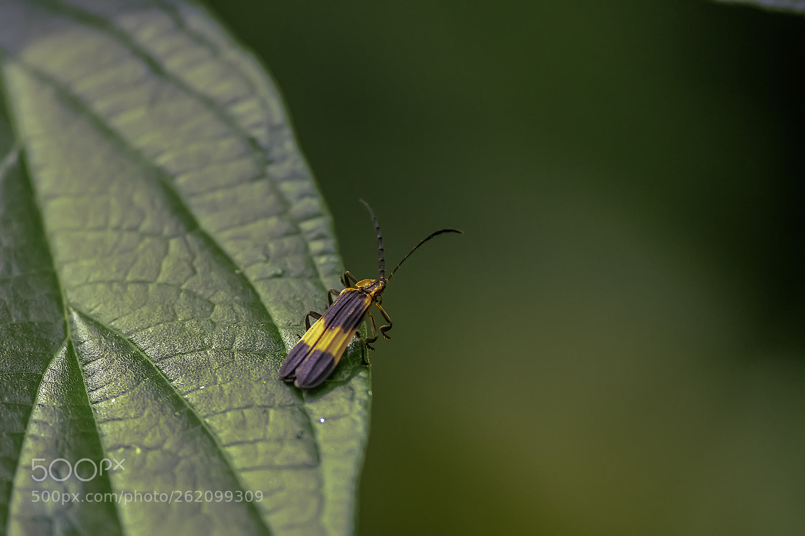 Nikon D500 sample photo. Insecto photography