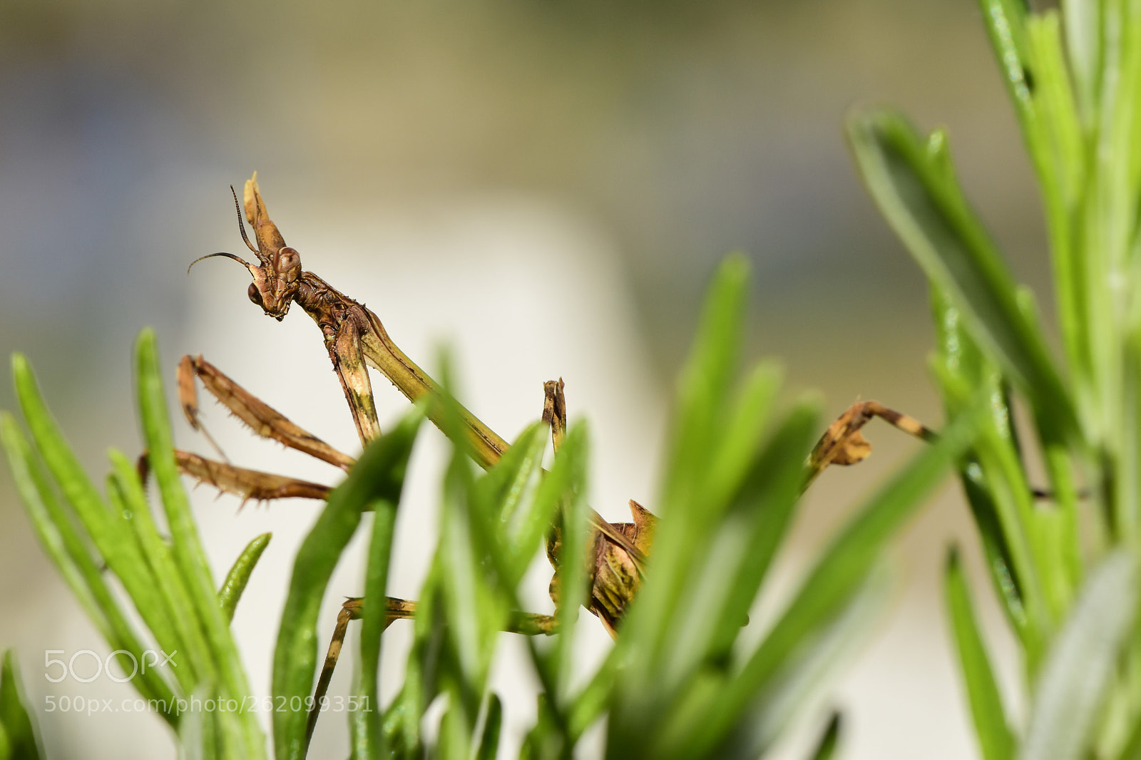 Nikon D5500 sample photo. Empusa pennata hembra photography
