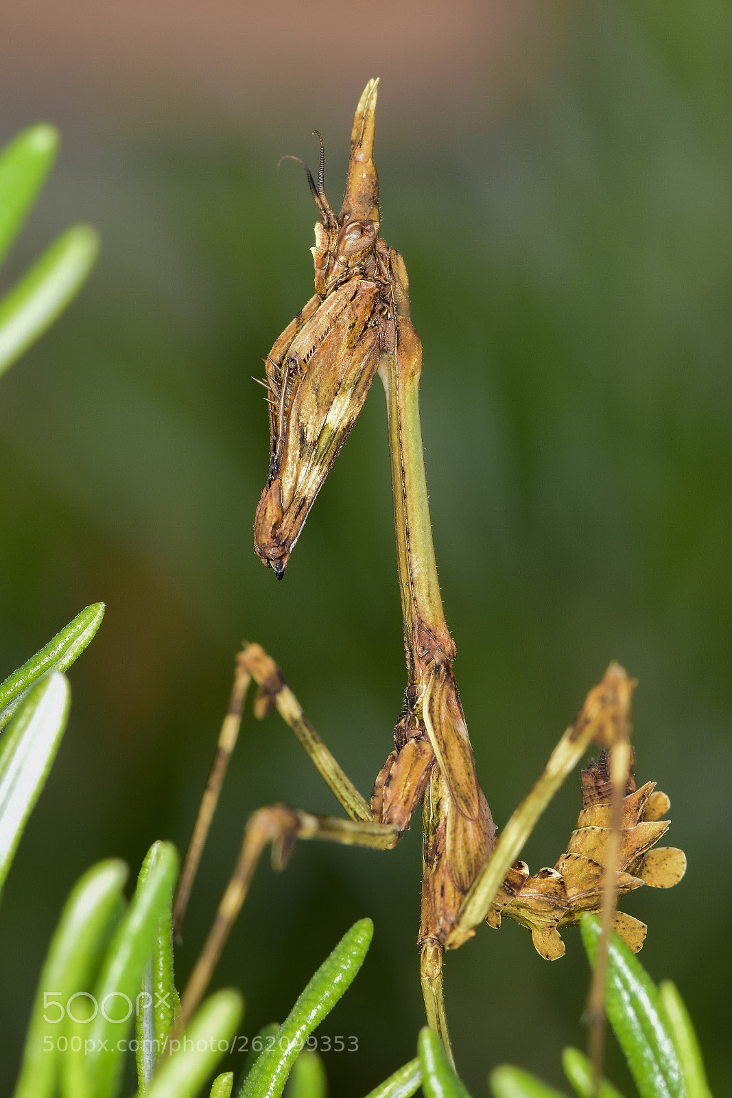 Nikon D5500 sample photo. Empusa pennata hembra photography