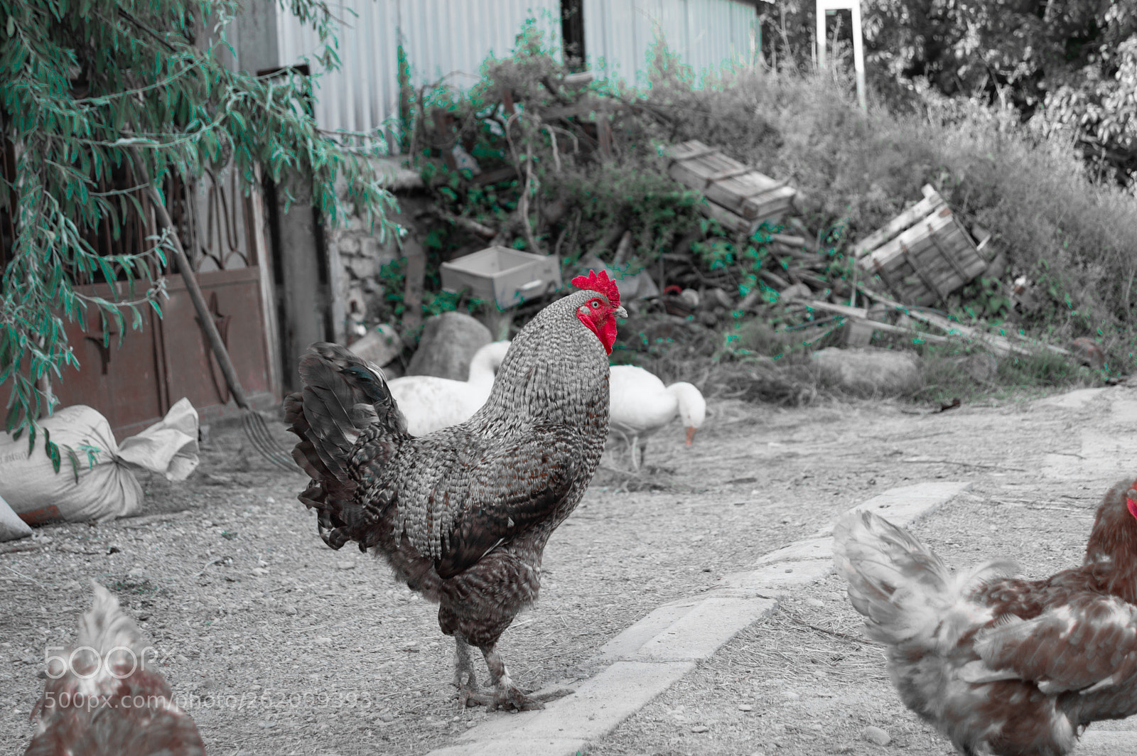 Nikon D3200 sample photo. C0ck photography