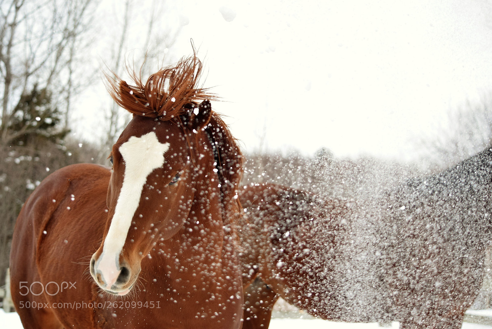 Nikon D3300 sample photo. Horse vs snow photography