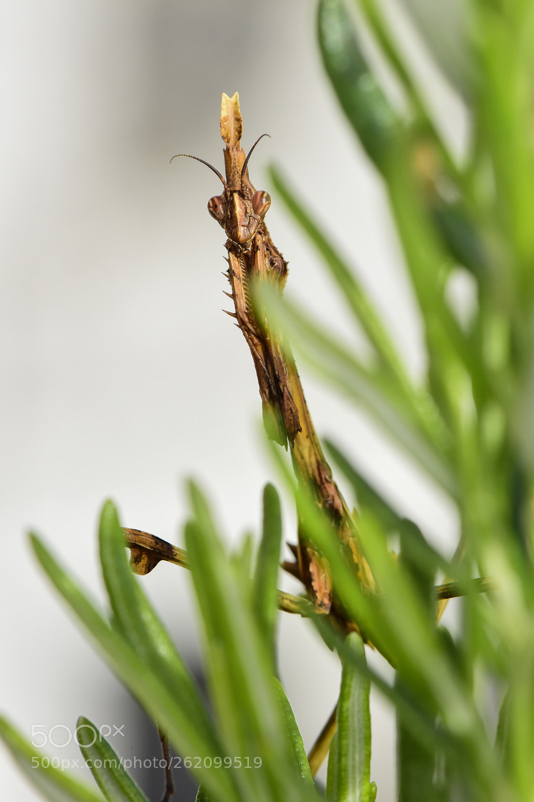 Nikon D5500 sample photo. Empusa pennata hembra photography