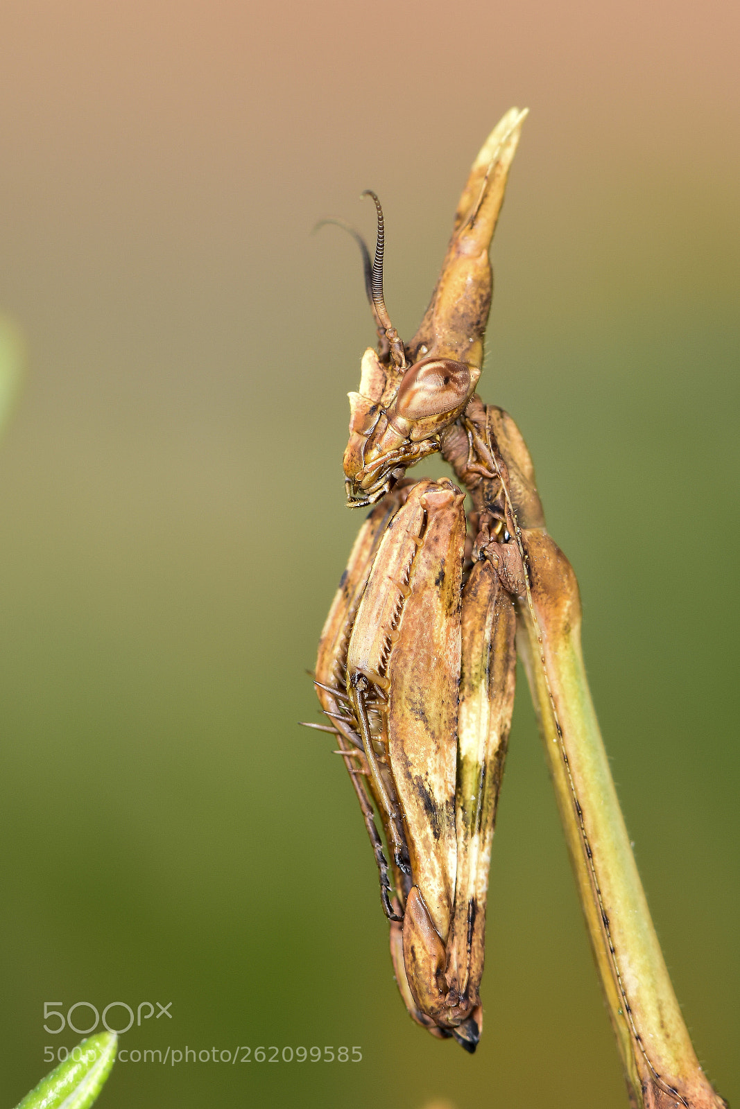 Nikon D5500 sample photo. Empusa pennata hembra photography